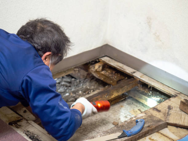 Why You Should Choose Our Mold Remediation Services in Auburn, GA